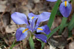 Dwarfe iris